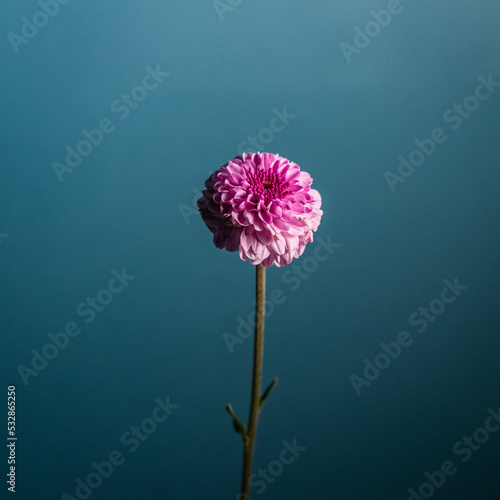 pink carnation flower photo