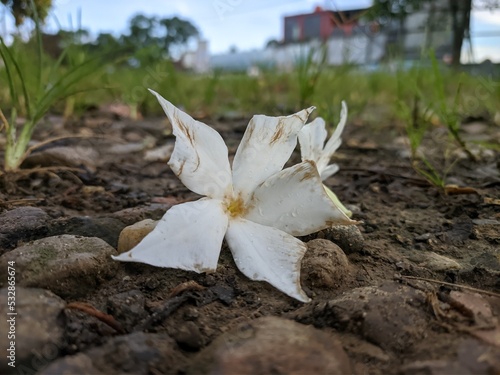 Cerbera odollam flowers fall and are on the ground photo