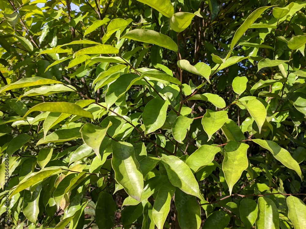 Agarwood plants (Aquilaria malaccensis) in the morning Agarwood plants (Aquilaria malaccensis) in the morning