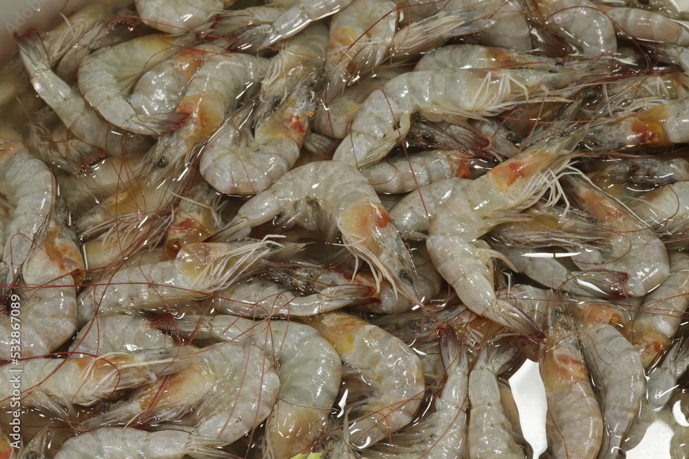 Camarão Cru / Raw Shrimp Camarão Cru / Raw Shrimp