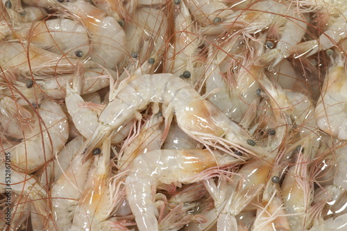 Camarão Cru / Raw Shrimp