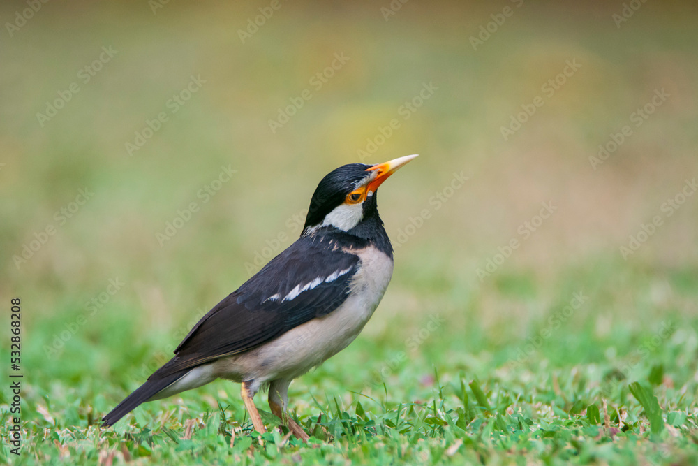 Naklejka premium Asian Pied Starling on the ground