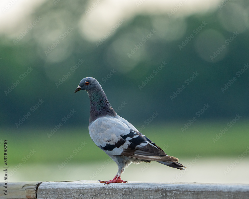 Obraz premium pigeon in the park
