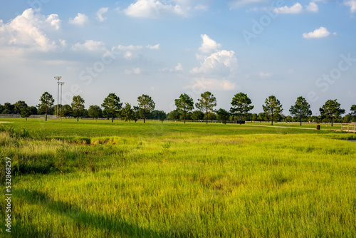landscape with tree in feild.
