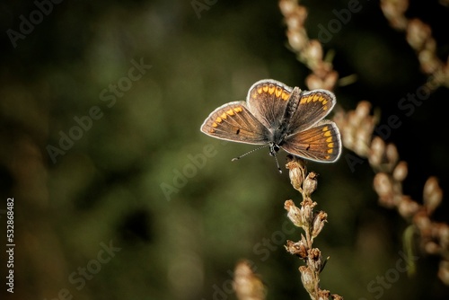butterfly on leaf © Krzysztof