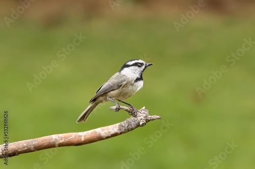 Mountain chickadee perched on a twig.