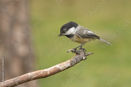 Side view of a black capped chickadee.