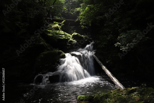                                        Forest at Tokyo