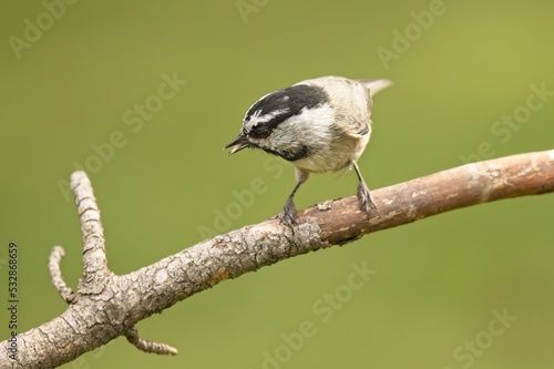 Small chickadee looks to the side while chirping.