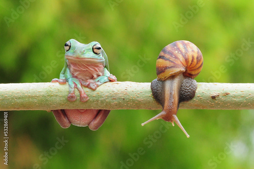 frogs and snails on a tree branch, frog, snail, © andri_priyadi