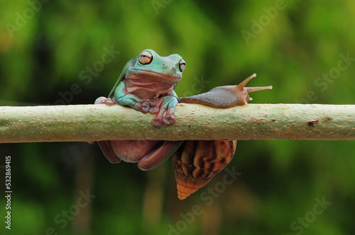 frogs and snails on a tree branch, frog, snail, © andri_priyadi