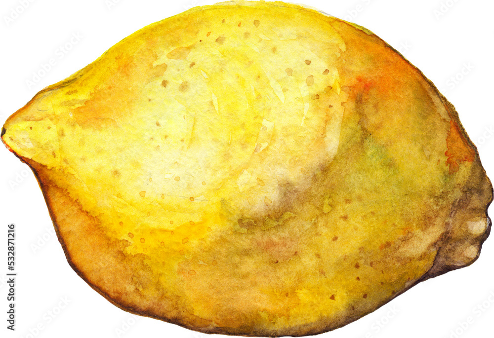 Watercolor lemon citrus yellow exotic fruit isolated art Watercolor lemon citrus yellow exotic fruit isolated art