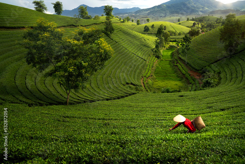 landscape photo for Vietnamese working in tea plantation at long coc mountain