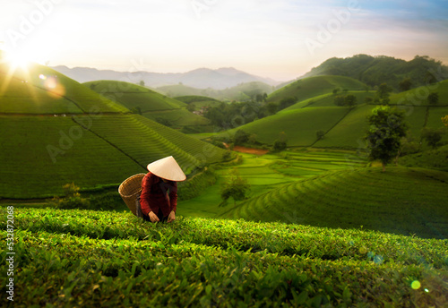 landscape photo for Vietnamese working in tea plantation at long coc mountain