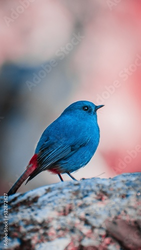Photo blue bird on a branch