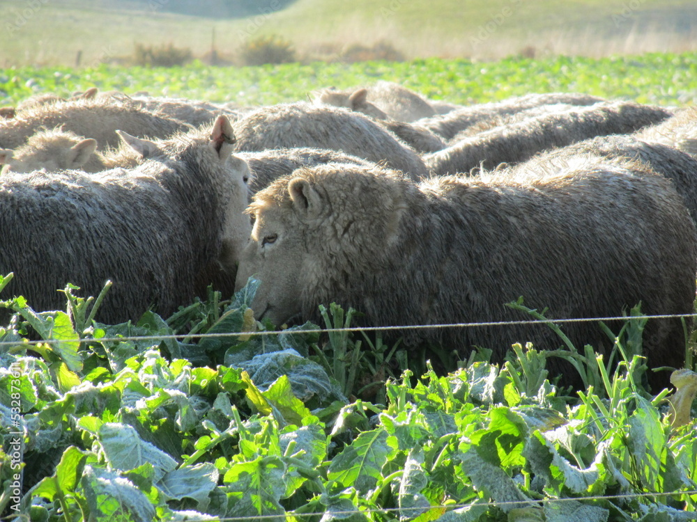 Fototapeta premium sheep grazing winter crop