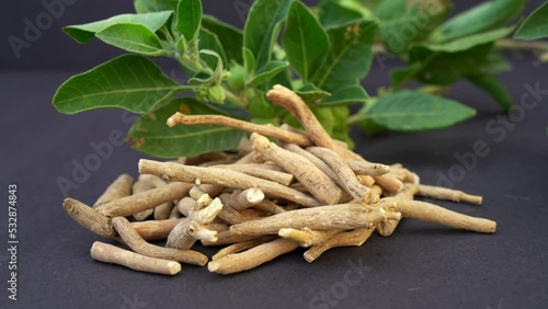 Ashwagandha Medicinal Herb with Fresh Leaves, also known as Withania Somnifera, Ashwagandha, Indian Ginseng, Poison Gooseberry, or Winter Cherry.