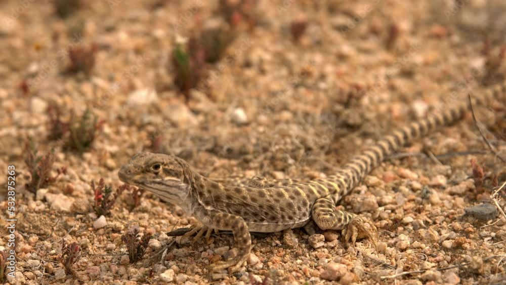 Long Nosed Leopard Lizard in Mojave Desert Closeup California USA Long Nosed Leopard Lizard in Mojave Desert Closeup California USA