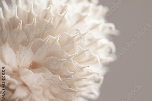 Beautiful romantic lovely wedding dried tropical flower bud with neutral beige clean background macro