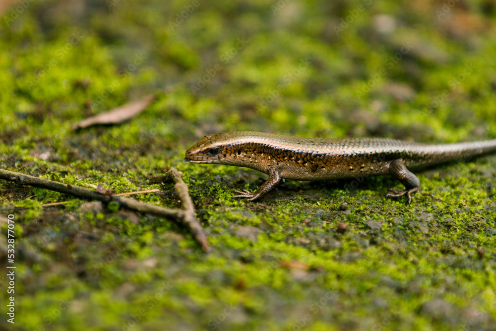 lizard on a rock