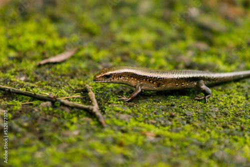 lizard on a rock © Komodo Studios 