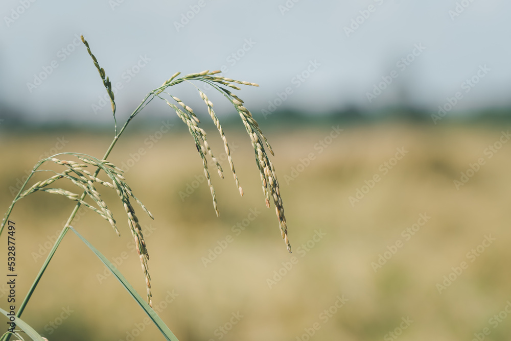 Fototapeta premium Nature of rice field on rice paddy