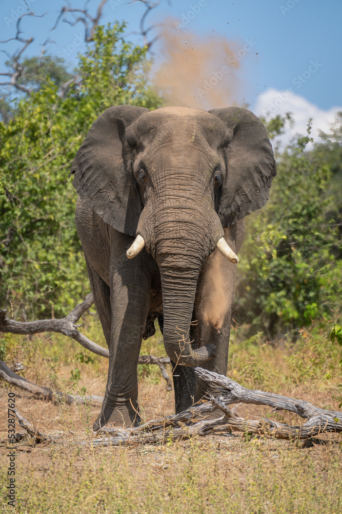 African elephant stands by log throwing dust