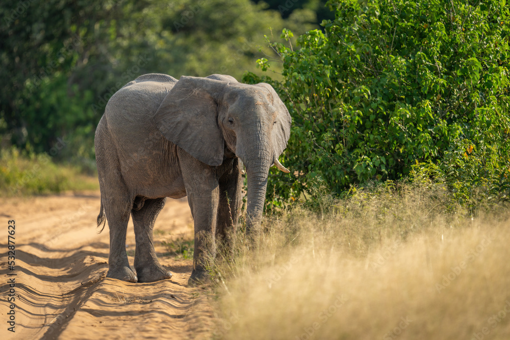 African elephant stands by track eyeing camera