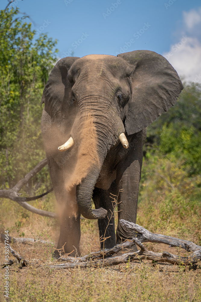 Fototapeta premium African elephant stands near log throwing dust