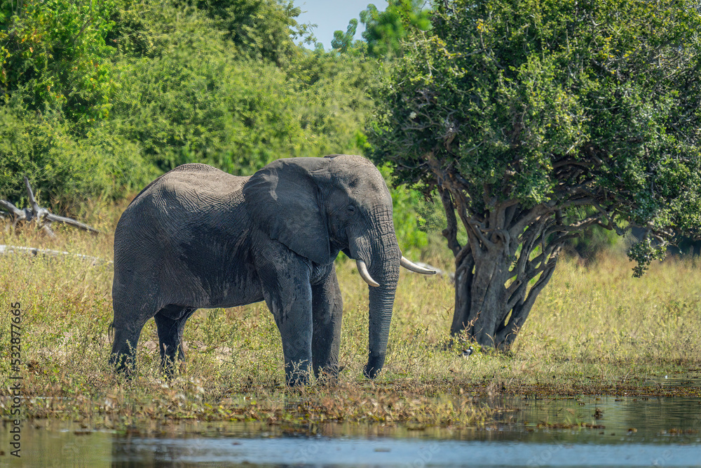 Obraz premium African elephant stands on riverbank by tree