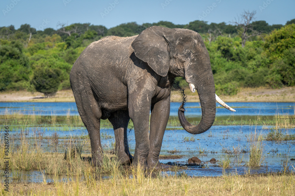 Obraz premium African elephant stands on floodplain squirting mud