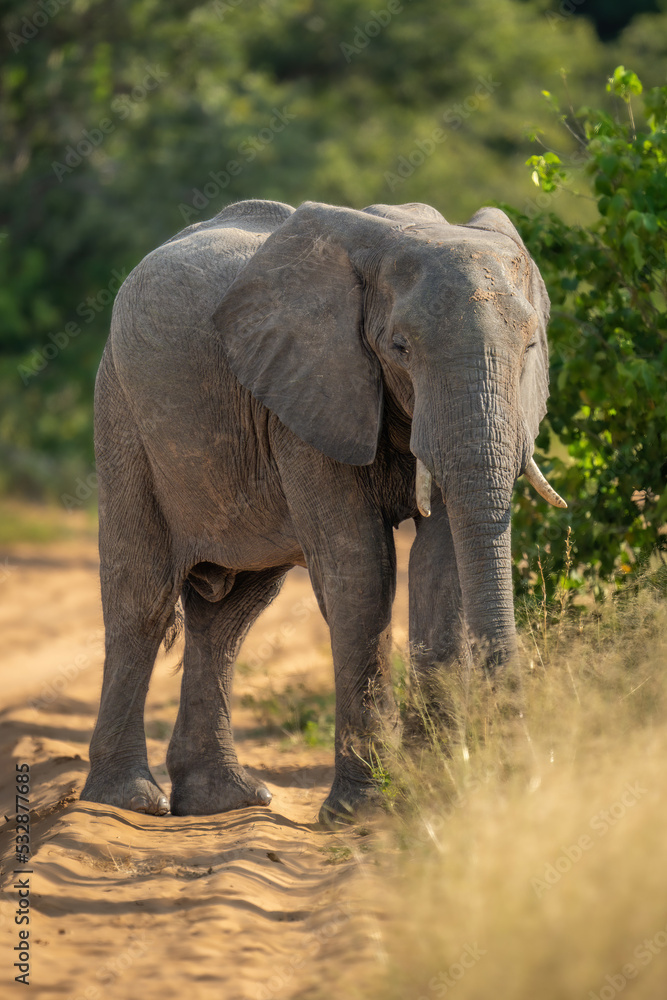 Fototapeta premium African elephant stands on track watching camera