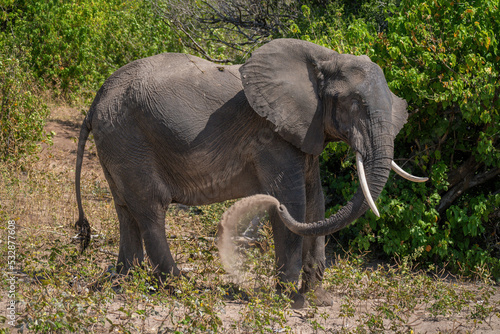 African elephant stands blowing sand over flank