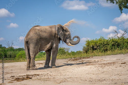 African elephant stands curling trunk throwing dust