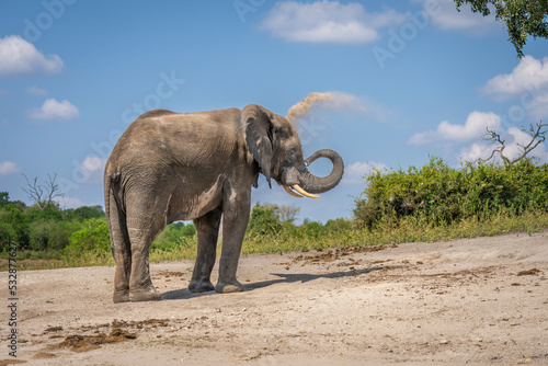 African elephant stands curling trunk throwing sand