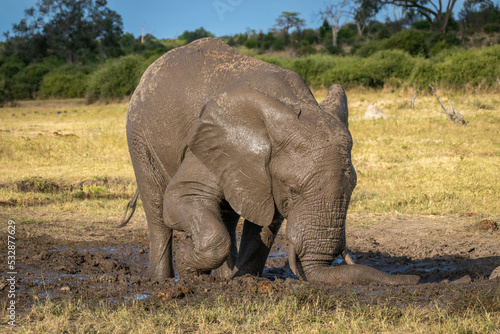 African elephant stands digging hole with tusks photo