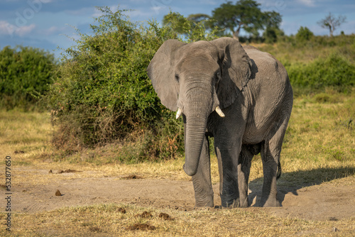 African elephant stands in savannah watching camera