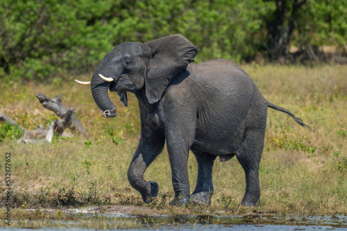 African elephant stands lifting foot on riverbank