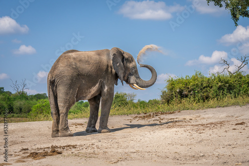 African elephant stands lifting trunk squirting sand