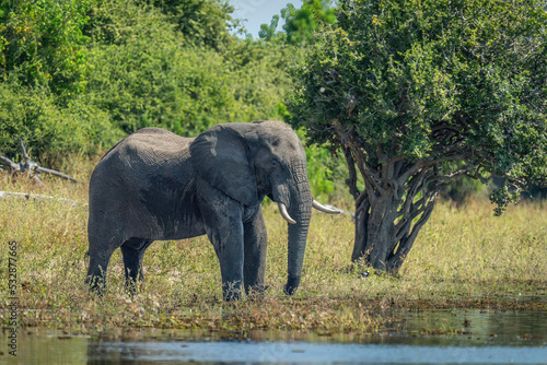 African elephant stands on riverbank by tree