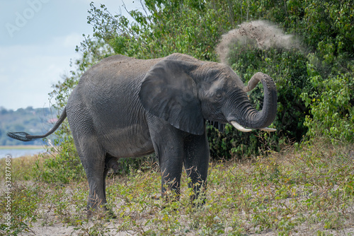 African elephant stands on riverbank throwing sand © Nick Dale