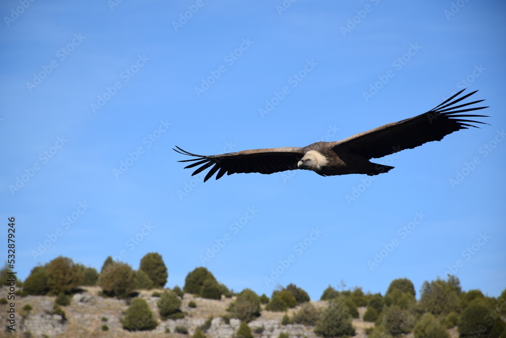 Great griffon vulture flying over blue sky