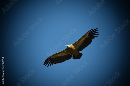 Great griffon vulture flying over blue sky photo