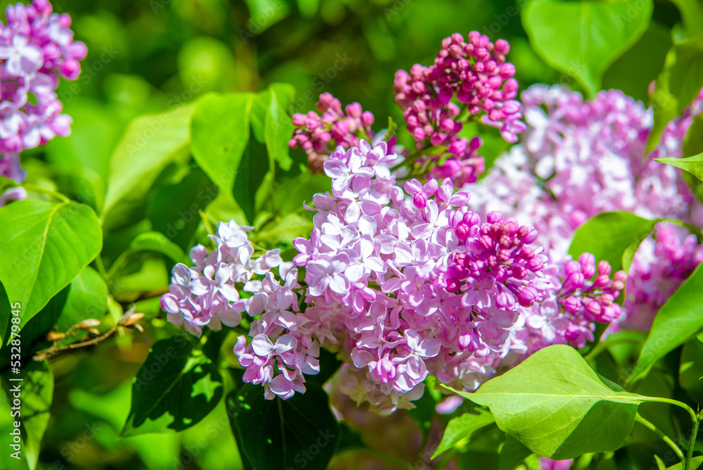 Pink lilac blooms in the Botanical garden
Pink lilac blooms in the Botanical garden