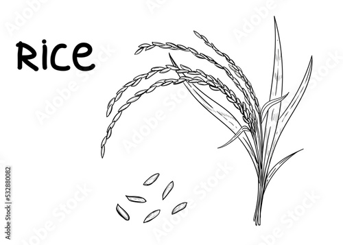 Hand drawn sketch black and white of rice plant, ear, leaf, grain. Vector illustration. Elements in graphic style label, card, sticker, menu, package. Engraved style illustration.