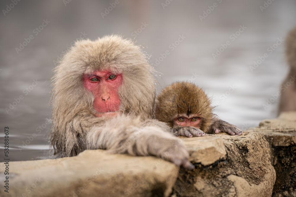 Snowmonkey baby with mother bathing in hot spring Japan
Snowmonkey baby with mother bathing in hot spring Japan