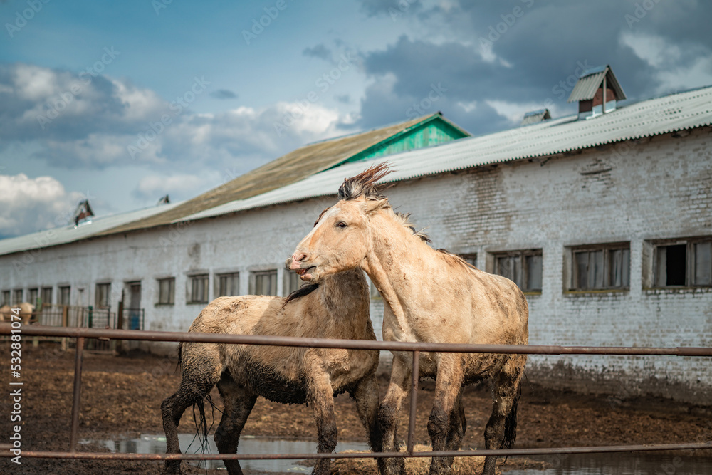 Naklejka premium Beautiful thoroughbred horses on a farm on a sunny day.