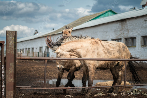 Beautiful thoroughbred horses on a farm on a sunny day.