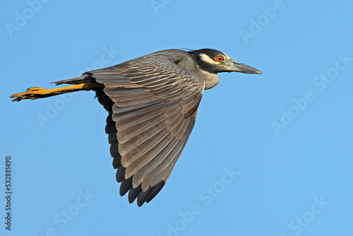 Yellow-crowned Night Heron in Flight photo