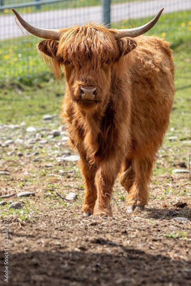 The Scottish Highland cow breed. Highland breed. Highland cattle.